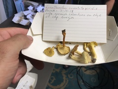 Cantharellus iuventateviridis