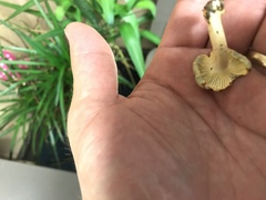 Cantharellus iuventateviridis