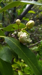 Hydrangea serratifolia
