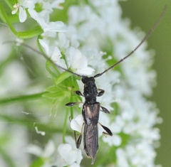 Molorchus umbellatarum