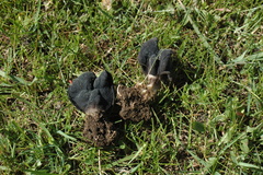 Helvella lacunosa