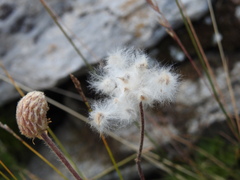 Anemonoides baldensis