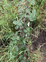 Rubus ulmifolius