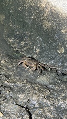 Sesarmidae