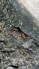 Sesarmidae