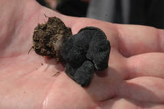 Helvella lacunosa