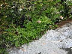 Anemonoides baldensis