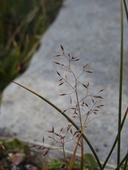 Agrostis rupestris