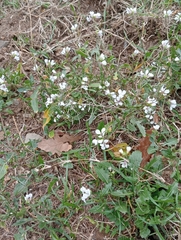 Diplotaxis erucoides