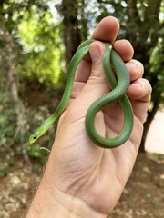 Philothamnus natalensis