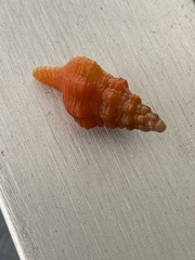 Triplofusus giganteus