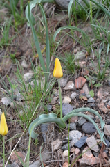 Tulipa