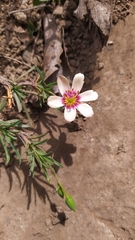 Montiopsis andicola