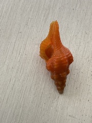 Triplofusus giganteus