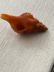 Triplofusus giganteus