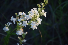 Penstemon tubaeflorus