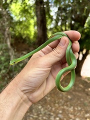 Philothamnus natalensis