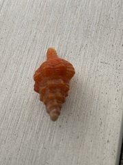 Triplofusus giganteus