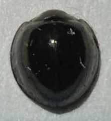 Chilocorus nigritus