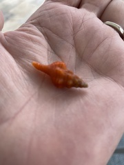 Triplofusus giganteus