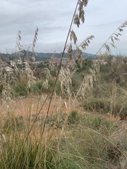 Ampelodesmos mauritanicus