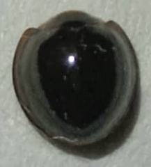 Chilocorus nigritus