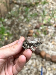 Tomopterna marmorata