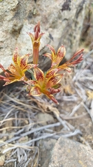Alstroemeria versicolor
