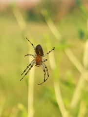 Alpaida veniliae