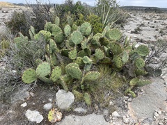 Opuntia dulcis