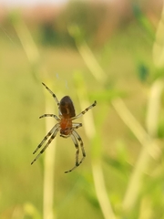 Alpaida veniliae
