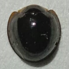 Chilocorus nigritus