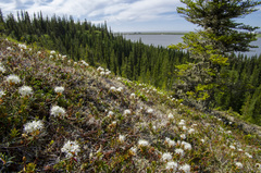 Rhododendron tomentosum