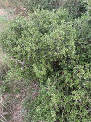 Quercus coccifera