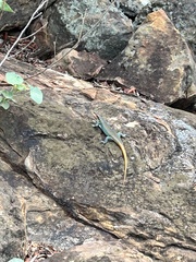 Trachylepis margaritifera