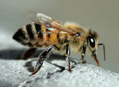 Apis mellifera