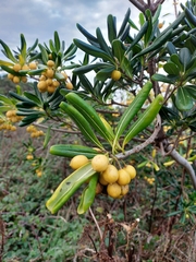 Pittosporum tobira