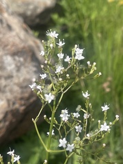 Valeriana capensis capensis