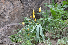 Tulipa