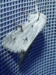 Acronicta leporina