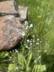 Valeriana capensis capensis