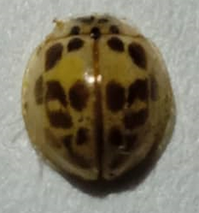 Psyllobora confluens