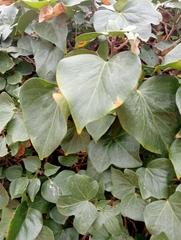 Hedera helix