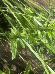 Valeriana capensis capensis