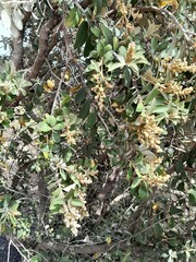 Tarchonanthus littoralis