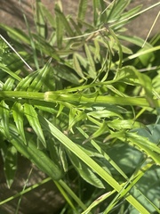 Valeriana capensis capensis