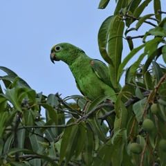 Amazona ochrocephala