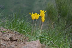 Tulipa