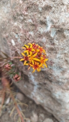 Quinchamalium chilense