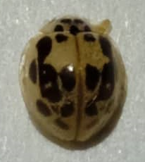 Psyllobora confluens